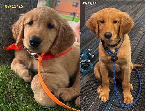 Golden Retriever Puppy